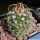 Echinofossulocactus santa-victoriae Santa Victoria, Coahuila, Mexico