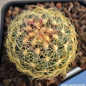 Thelocactus bicolor v. flavidispinus VZD350 Marathon, Brewster County, Texas, USA