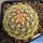 Thelocactus bicolor v. flavidispinus VZD350 Marathon, Brewster County, Texas, USA