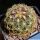 Thelocactus bicolor v. flavidispinus VZD350 Marathon, Brewster County, Texas, USA