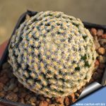 Mammillaria schiedeana Xichú, Guanajuato, Mexico