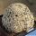 Mammillaria schiedeana Xichú, Guanajuato, Mexico