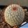 Mammillaria lanigera v. juxtlahuacensis REP876 Juxtalhuaca, Oaxaca, Mexico, 2000m