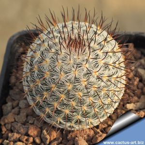 Mammillaria lanigera v. juxtlahuacensis REP876 Juxtalhuaca, Oaxaca, Mexico, 2000m