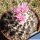 Turbinicarpus laui GM1022 El Tepozan, San Luis Potosi, Mexico