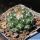 Turbinicarpus laui GM1022 El Tepozan, San Luis Potosi, Mexico