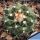 Turbinicarpus laui GM1022 El Tepozan, San Luis Potosi, Mexico