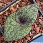 Massonia pustulata