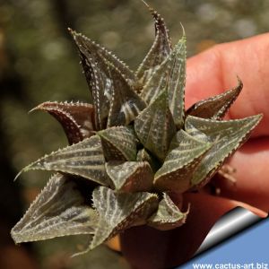 Haworthia cv. TSUKAHARA