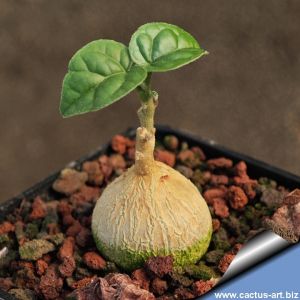 Pyrenacantha malvifolia