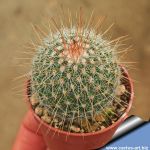 Mammillaria spinosissima v. roseispina (Pink spines)