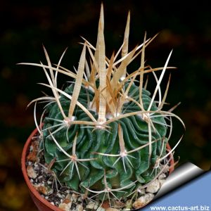 Echinofossulocactus gladiatus (pale spine form)