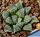 Haworthia cv. YUMEDONO
