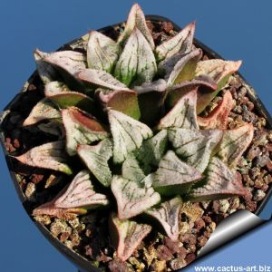 Haworthia cv. YUMEDONO