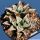 Haworthia cv. YUMEDONO