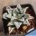 Haworthia cv. YUMEDONO