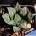 Haworthia cv. YUMEDONO