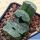 Haworthia truncata cv. KIKANJOU