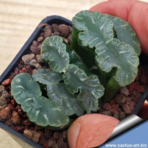 Haworthia truncata cv. KIKANJOU