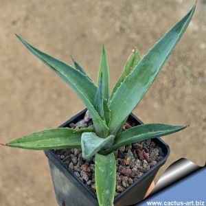 Agave desmetiana