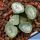 Haworthia maughanii cv. CLONE A