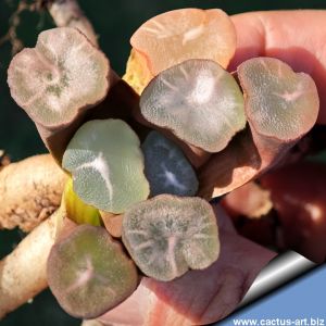 Haworthia maughanii cv. CLONE A