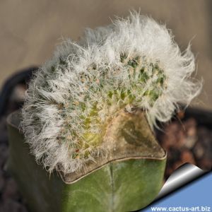 Echinocereus neocapillus f. juvenalis cristata (Grafted)
