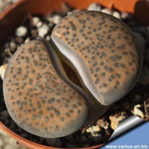 Lithops fulviceps C221 85km North of Karasburg, Namibia