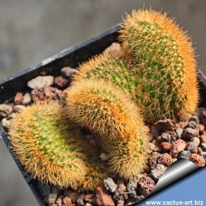 Hildewintera aureispina f. cristata