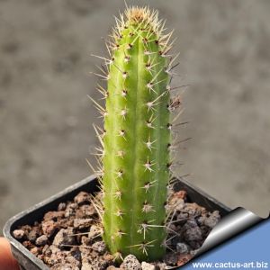 Borzicactus samaipatanus MN424 Angostura, Santa Cruz, Bolivia