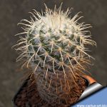 Mammillaria bombycina v. albispina