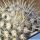 Mammillaria bombycina v. albispina