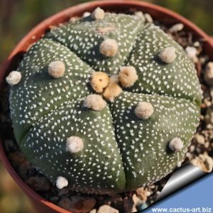 Astrophytum asterias "5 RIBS form"