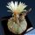 Astrophytum asterias "5 RIBS form"