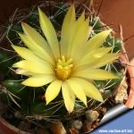 Mammillaria hybrid melaleuca x sphaerica