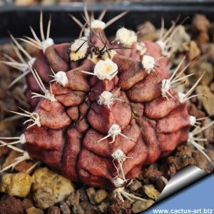 Gymnocalycium cv. KING KONG