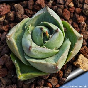 Agave avvelanidens "Miniatura"