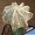 Astrophytum myriostigma cv. WHITE LINE