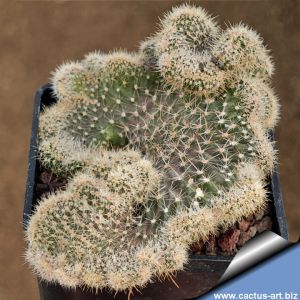 Austrocactus coxii f. cristata