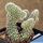Austrocactus coxii f. cristata