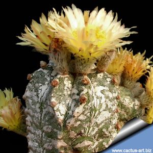 Astrophytum myriostigma cv. HAKUUN ex Japan (GRAFTED)