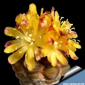 Cintia knizei (grafted)