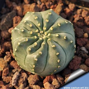 Echinocereus amoenus v. aguirrei f. inermis