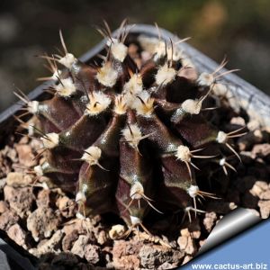 Gymnocalycium cv. BLACK WIDOV x SUPER BLACK