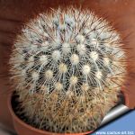 Mammillaria densispina