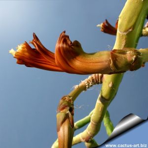 Selenicereus urbanianus f. mostruosa (Rooted cuttings)