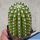 Echinopsis hybrid cerise chiaro ++ / light cherry-red