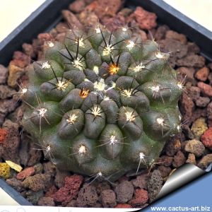 Eriosyce heinrichiana DSW29a Totoralillo, going from Elqui back to Coquimbo and then Santiago, Chile