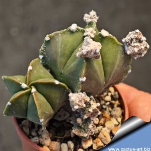 Astrophytum myriostigma "proliferum nudum" (free branching)