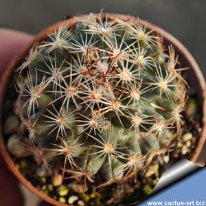 Escobaria hesteri SB598 Brewster County, Texas, USA